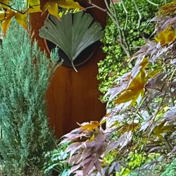 Ginkgo Privacy Screen